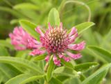 Trifolium alpestre. Распускающееся соцветие. Украина, Донецкая обл., Володарский р-н, заповедник \"Каменные могилы\". 02.06.2012.