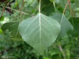 Populus nigra