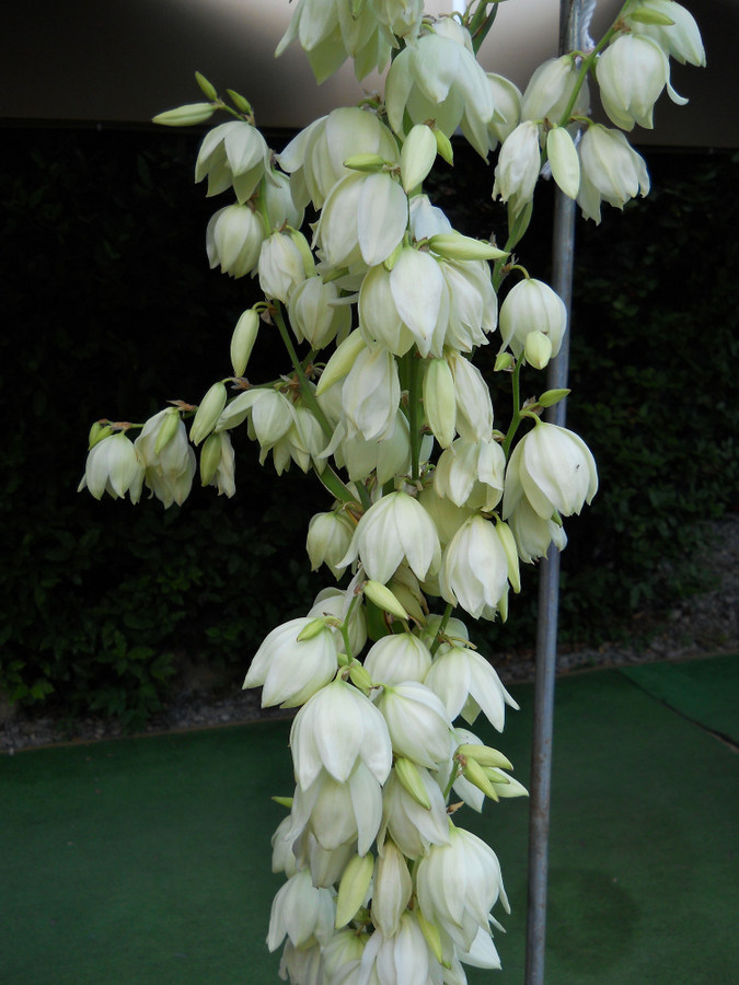 Изображение особи Yucca filamentosa.