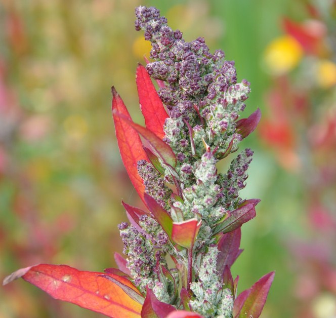 Изображение особи Chenopodium strictum.