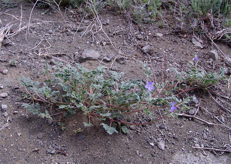 Image of Erodium oxyrhynchum specimen.