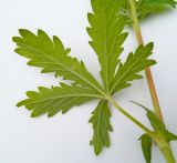 Potentilla intermedia