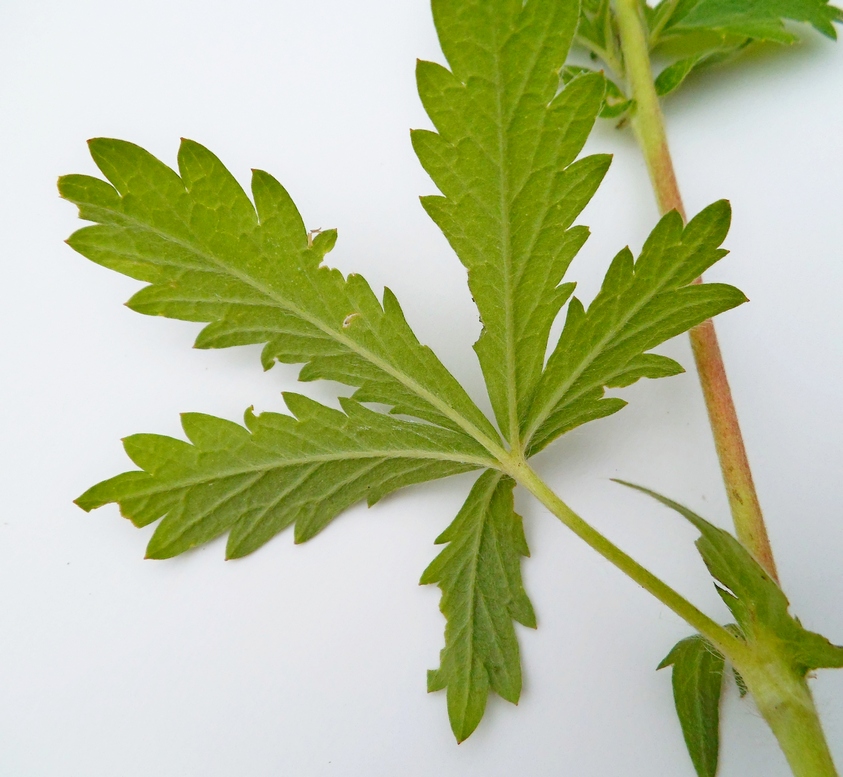 Image of Potentilla intermedia specimen.