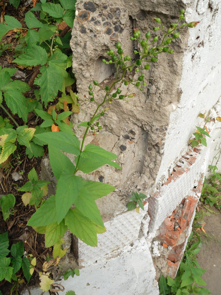 Изображение особи Scrophularia nodosa.