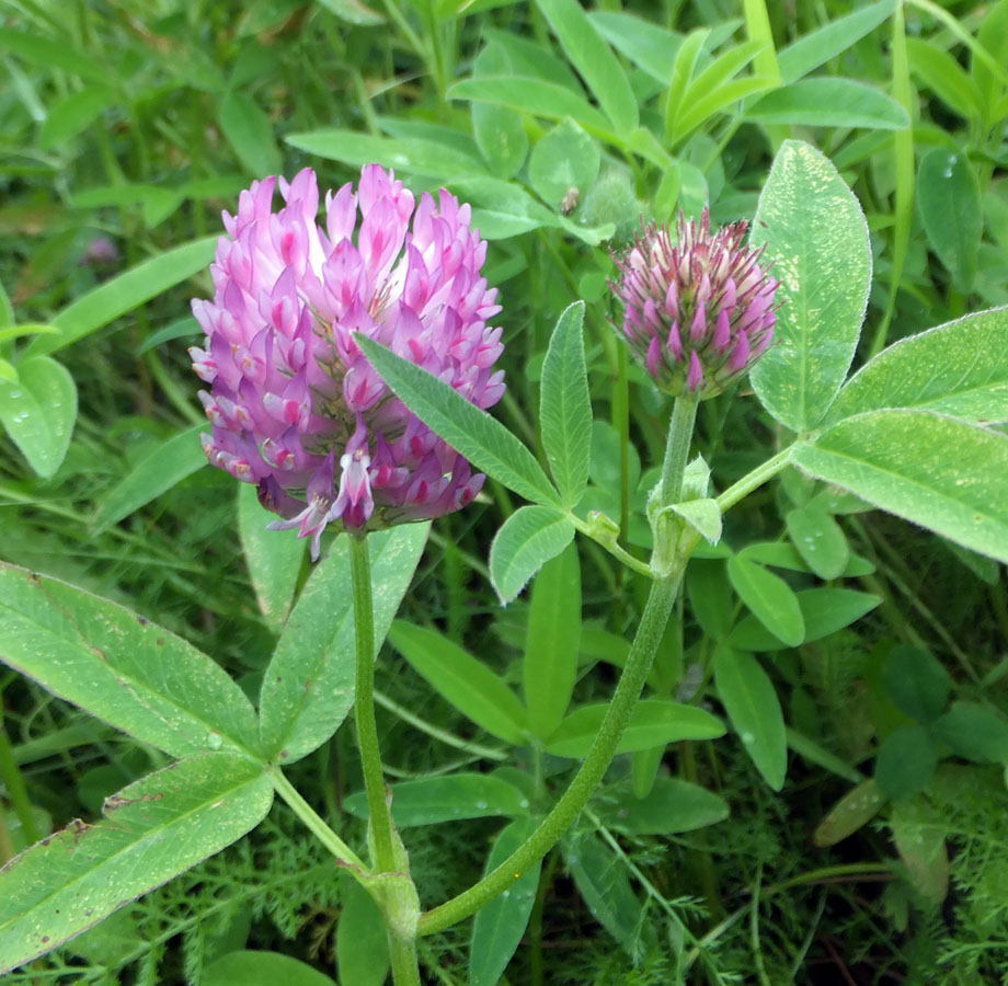 Image of Trifolium medium specimen.