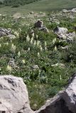 Eremurus lactiflorus. Цветущие растения на горном склоне. Южный Казахстан, горы Каракус; высота 1000 м н.у.м. 20.04.2012.