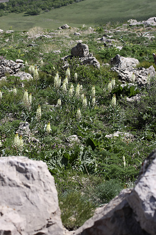 Изображение особи Eremurus lactiflorus.