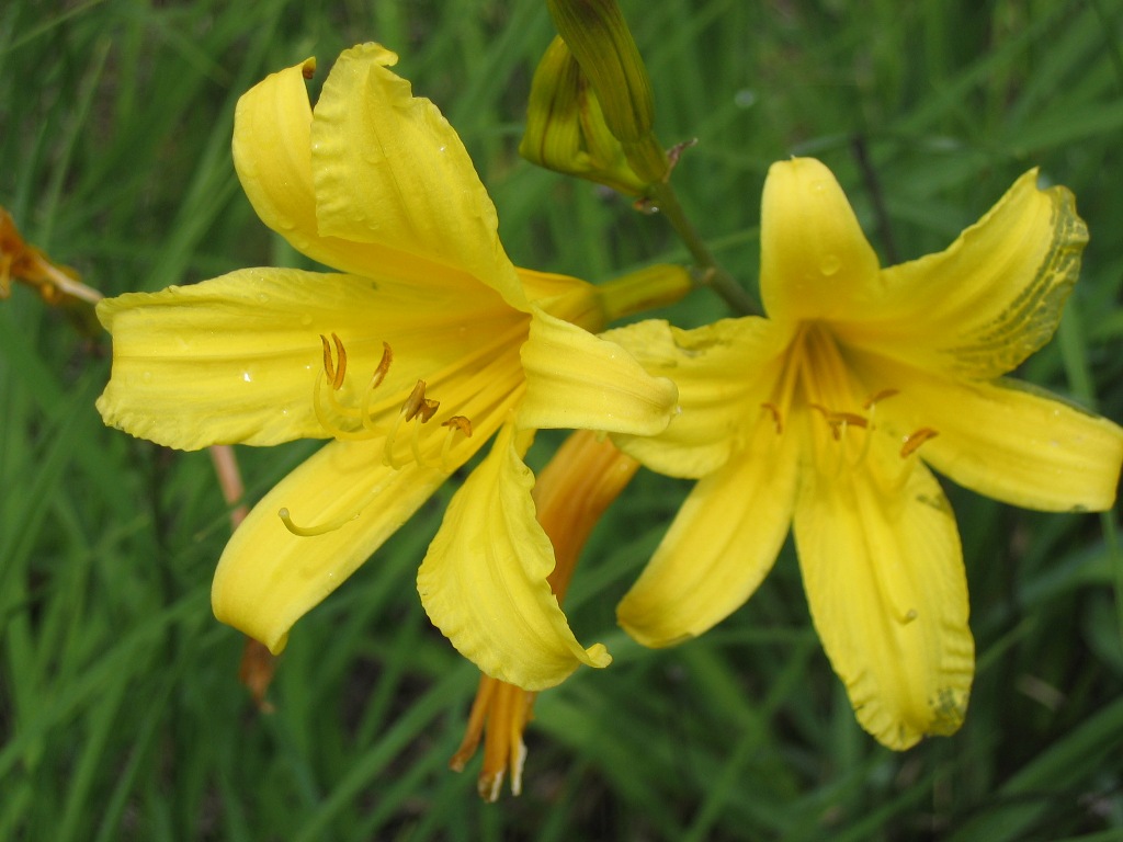 Image of Hemerocallis minor specimen.