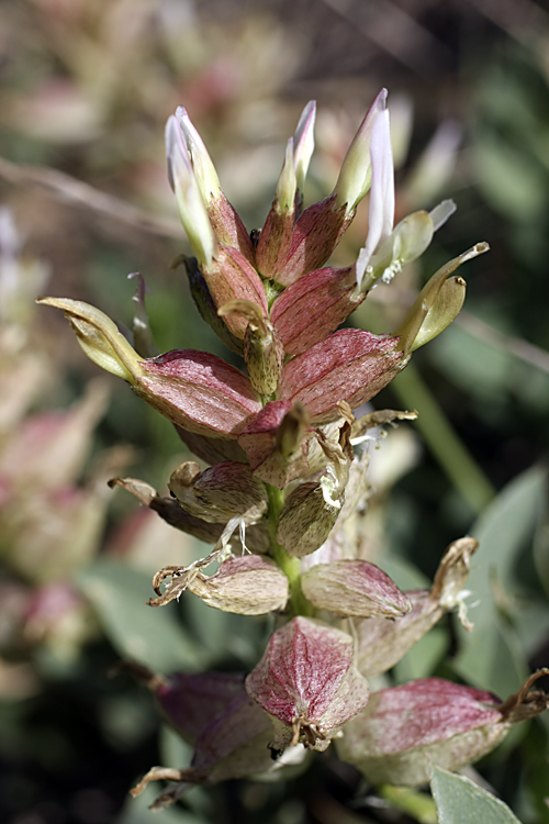 Изображение особи Astragalus megalomerus.