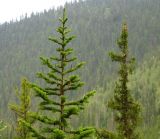 Abies sibirica