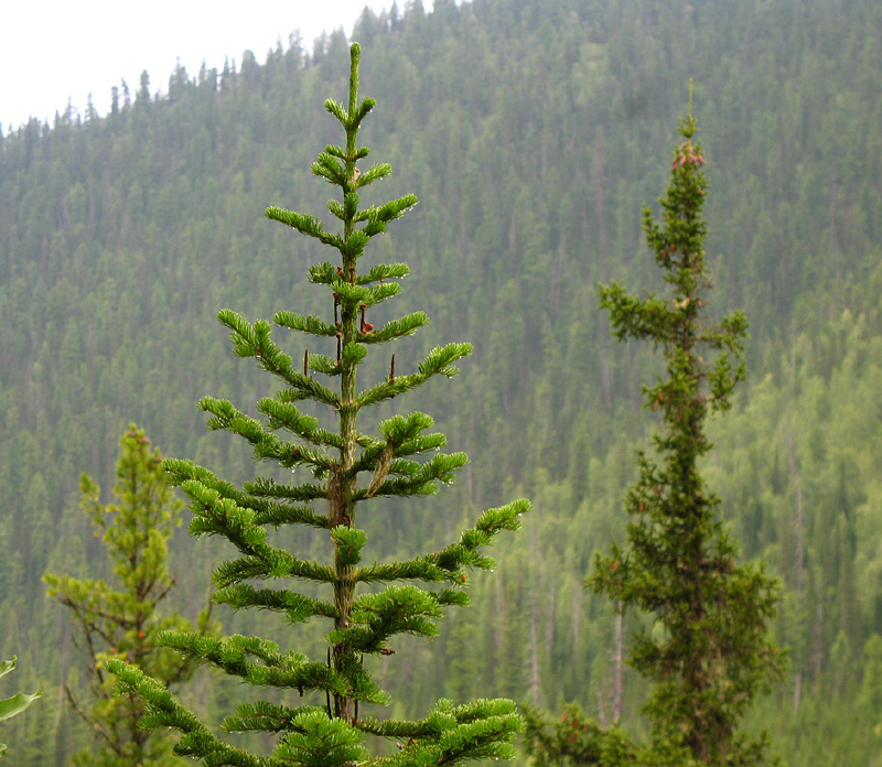 Image of Abies sibirica specimen.