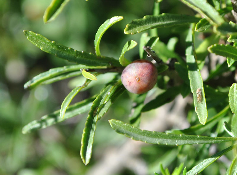 Image of Rhamnus tortuosa specimen.