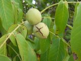 Juglans regia. Зрелые плоды. Крым, Байдарская долина, пос. Орлиное. 1 сентября 2012 г.
