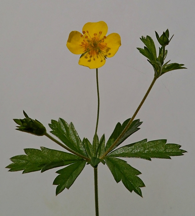 Image of Potentilla erecta specimen.