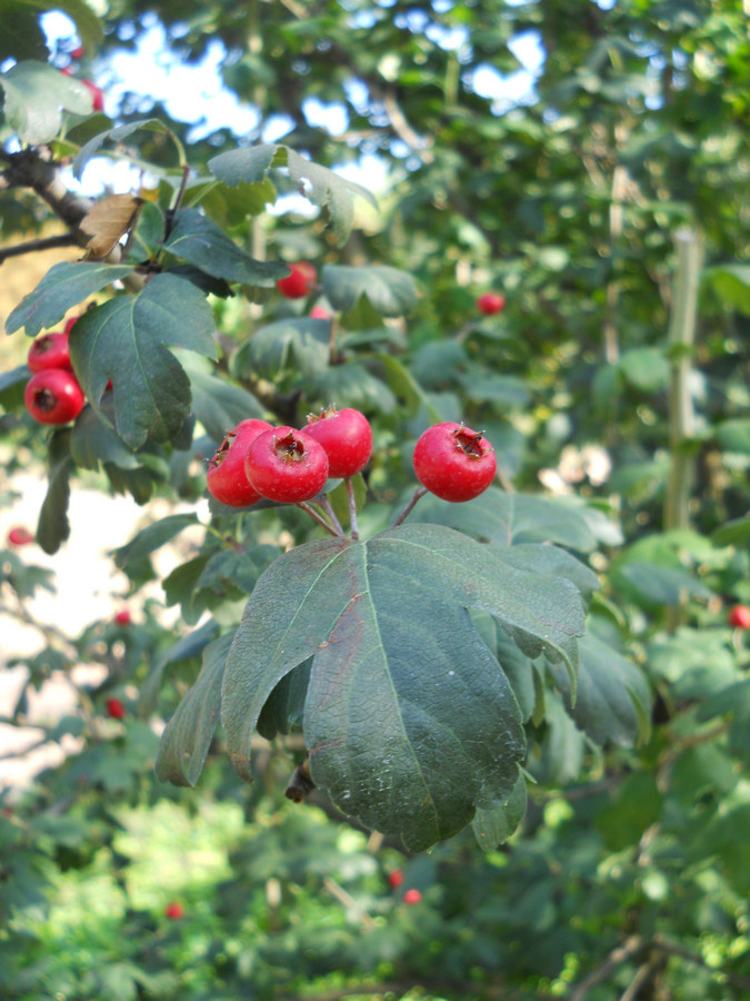 Изображение особи Crataegus &times; media.