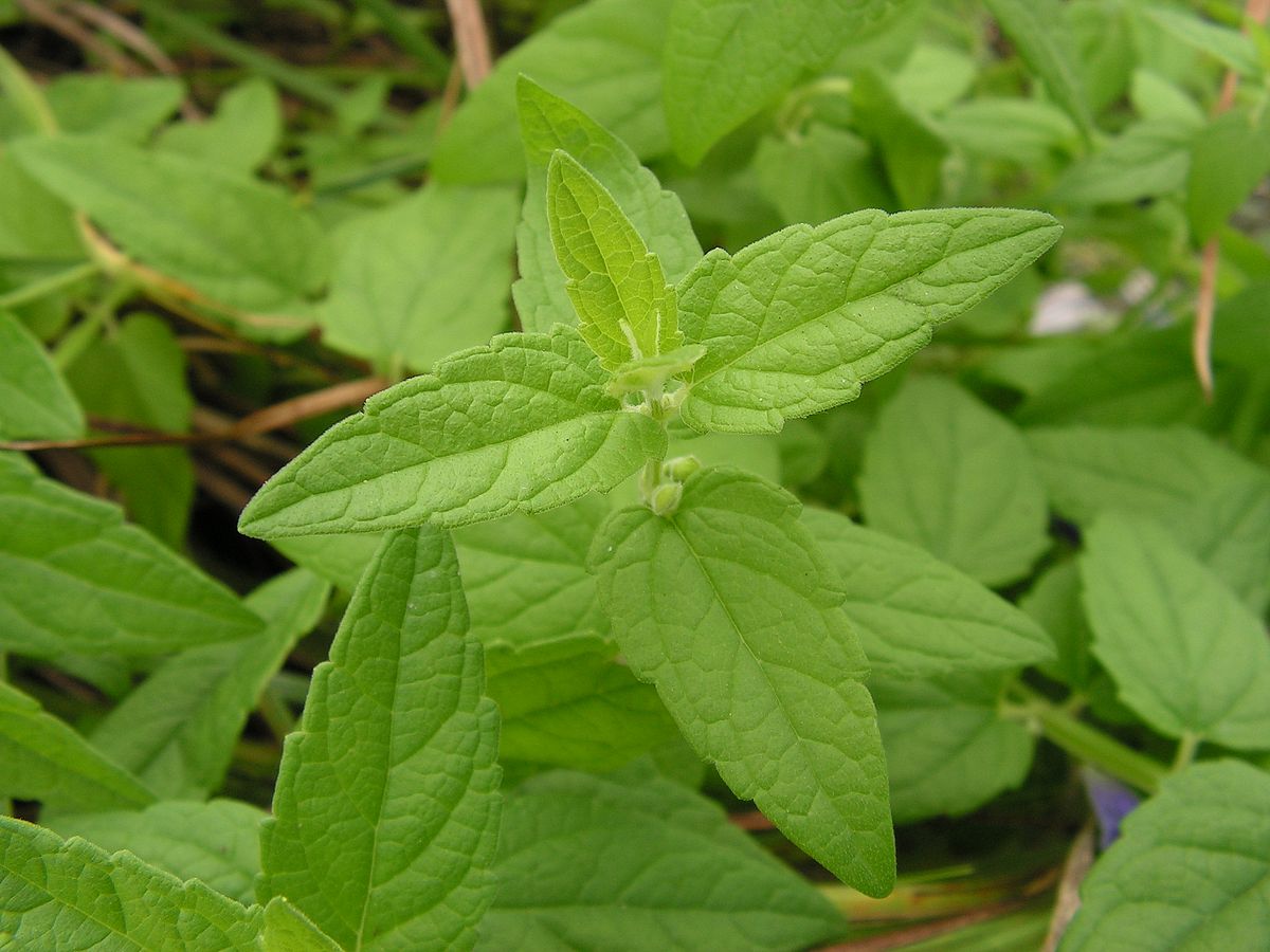 Image of Scutellaria krasevii specimen.