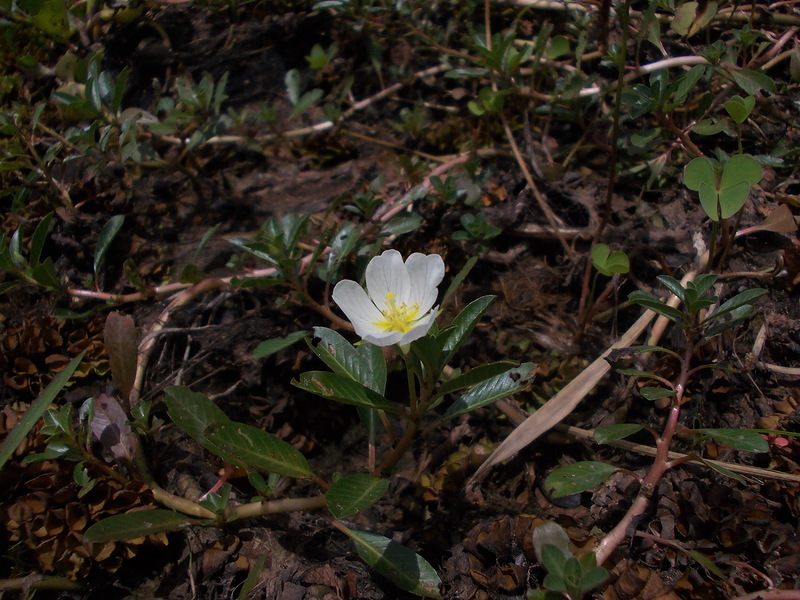 Изображение особи Ludwigia adscendens.