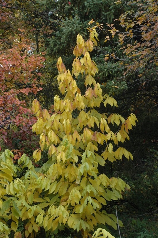 Изображение особи Asimina triloba.