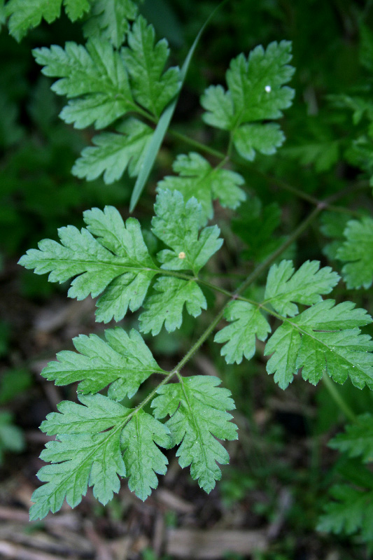 Изображение особи Physocaulis nodosus.