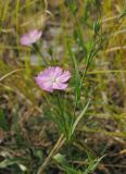 Dianthus pratensis. Верхушка цветущего растения. Окр. Саратова, Волгоградское вдхр., о. Покровские Пески, сухой луг. 21 сентября 2012 г.