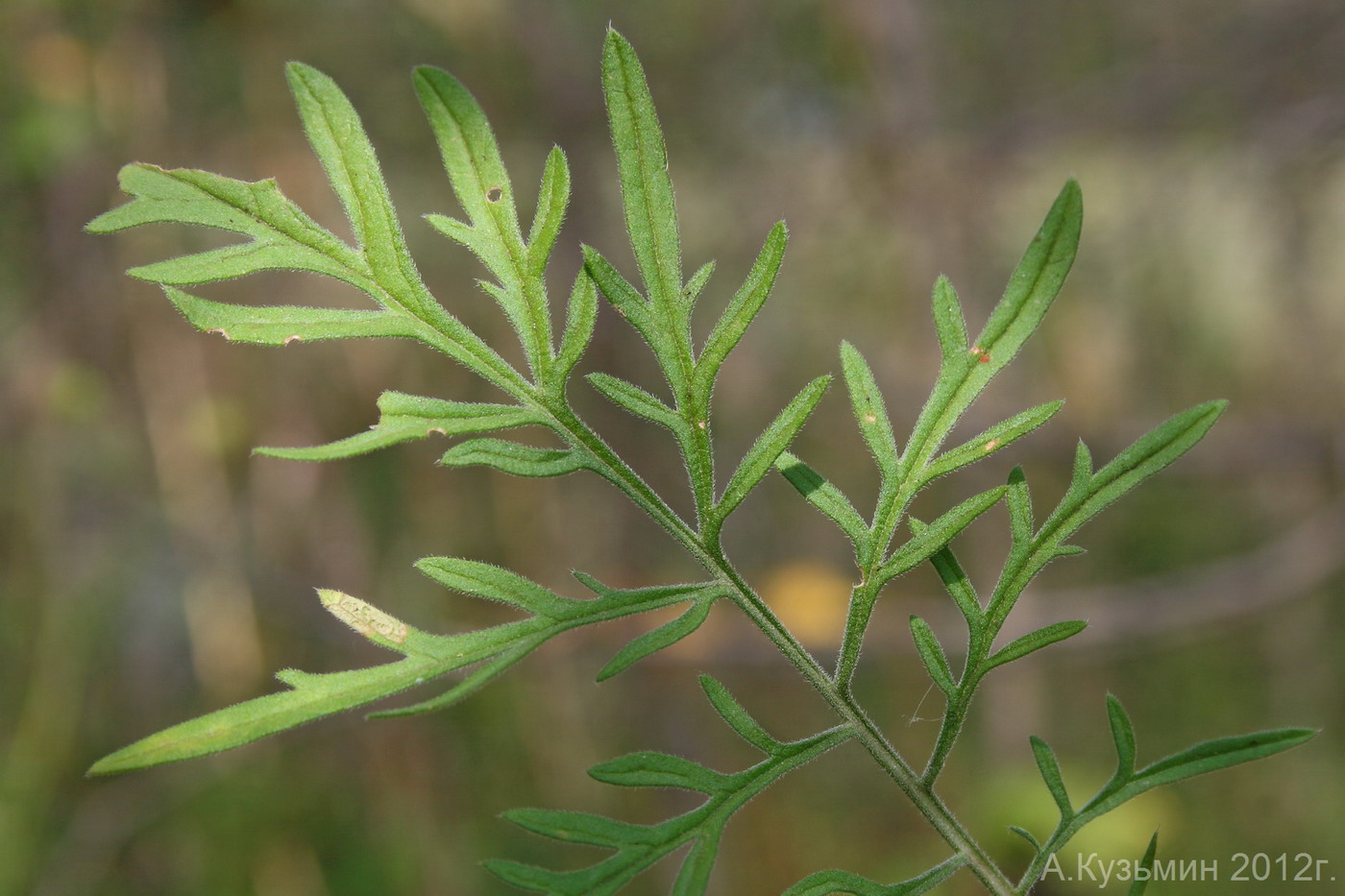 Image of Scabiosa ochroleuca specimen.