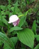 Cypripedium guttatum