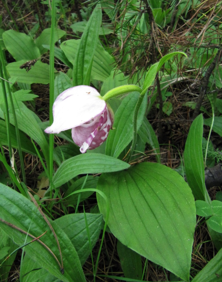 Изображение особи Cypripedium guttatum.