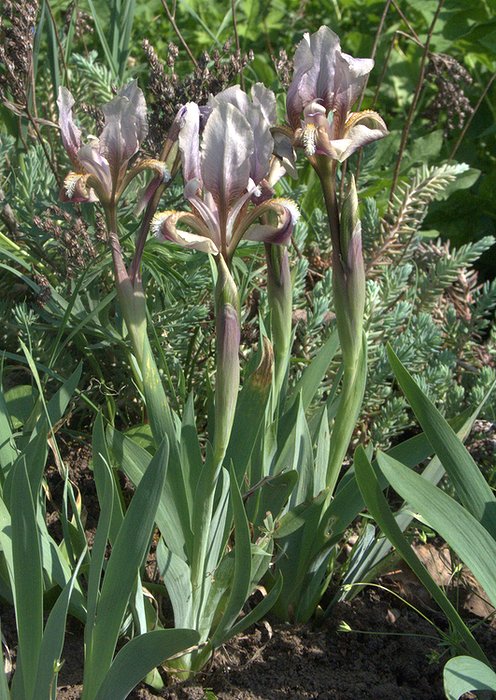 Image of Iris scariosa specimen.