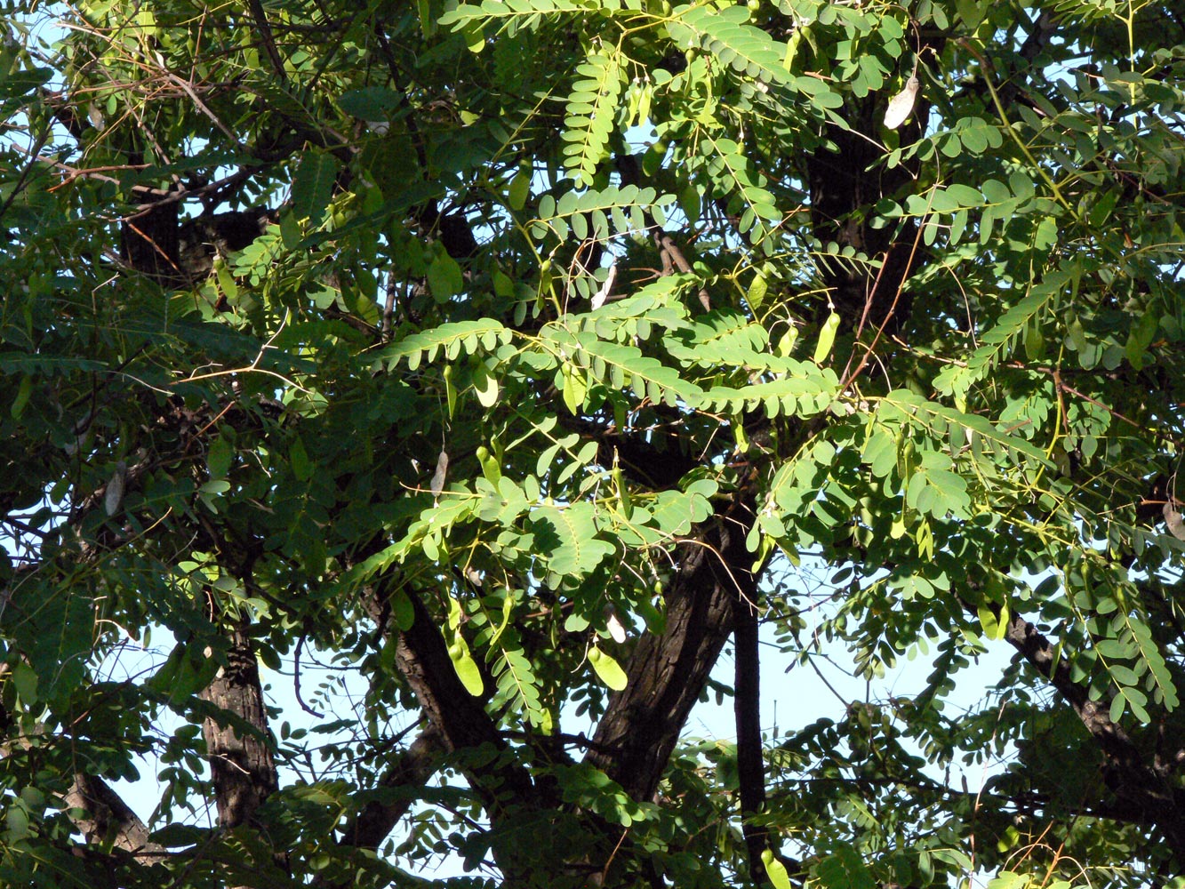 Image of Tipuana tipu specimen.