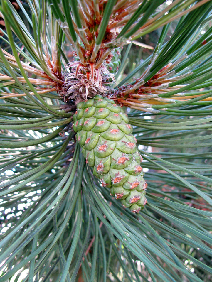 Image of Pinus nigra specimen.