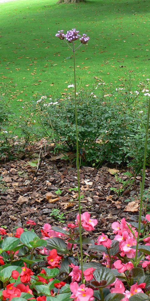 Image of Verbena bonariensis specimen.