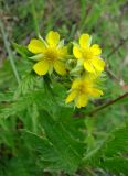 Potentilla longifolia