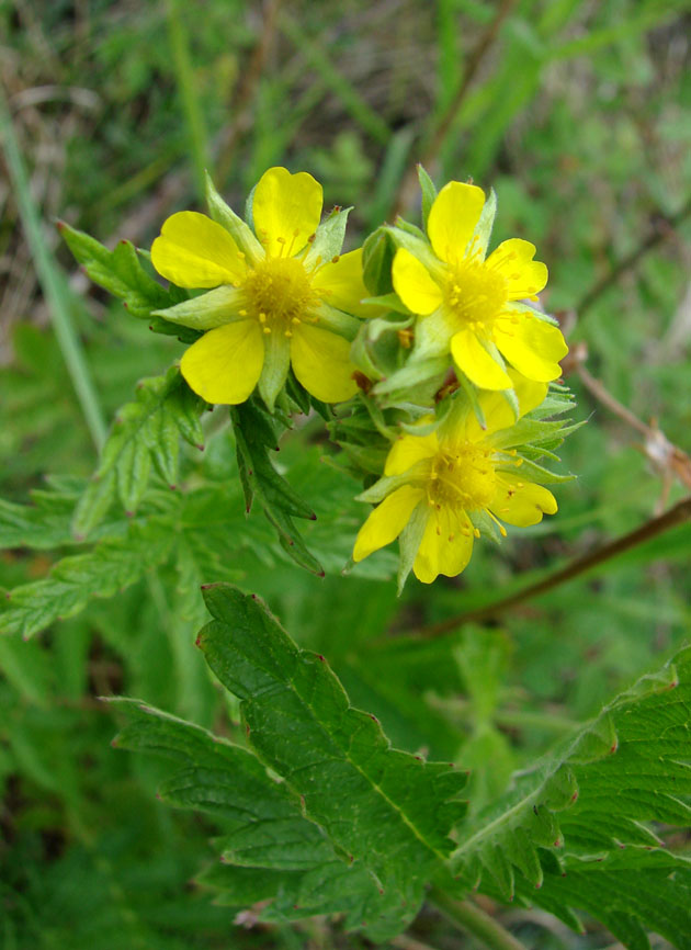 Image of Potentilla longifolia specimen.