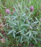 genus Trifolium. Цветущее растение. Израиль, Северный Негев, лес Лаав. 28.02.2013.