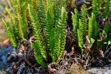 Dryopteris fragrans