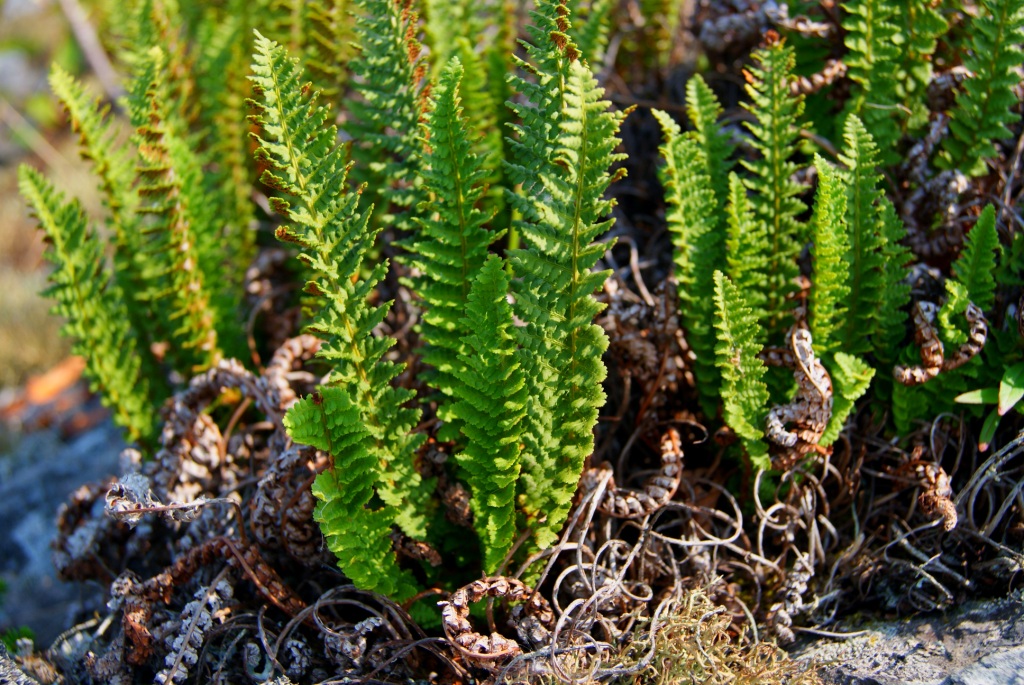 Image of Dryopteris fragrans specimen.