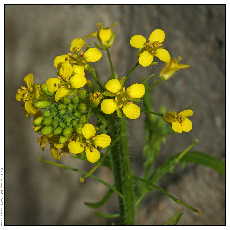 Image of Sisymbrium loeselii specimen.