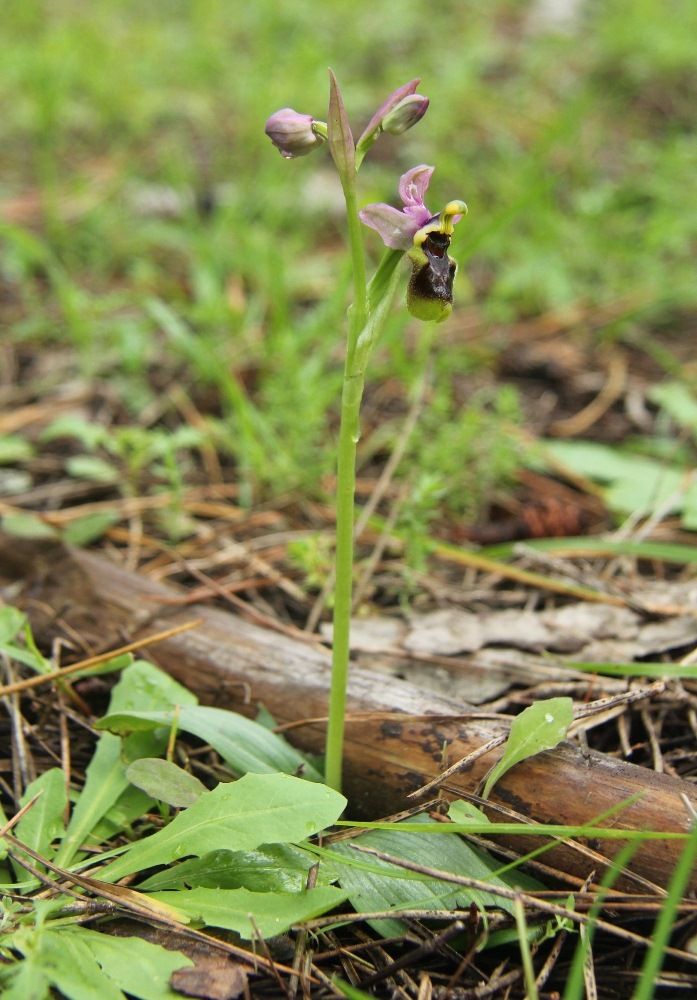 Изображение особи Ophrys tenthredinifera.