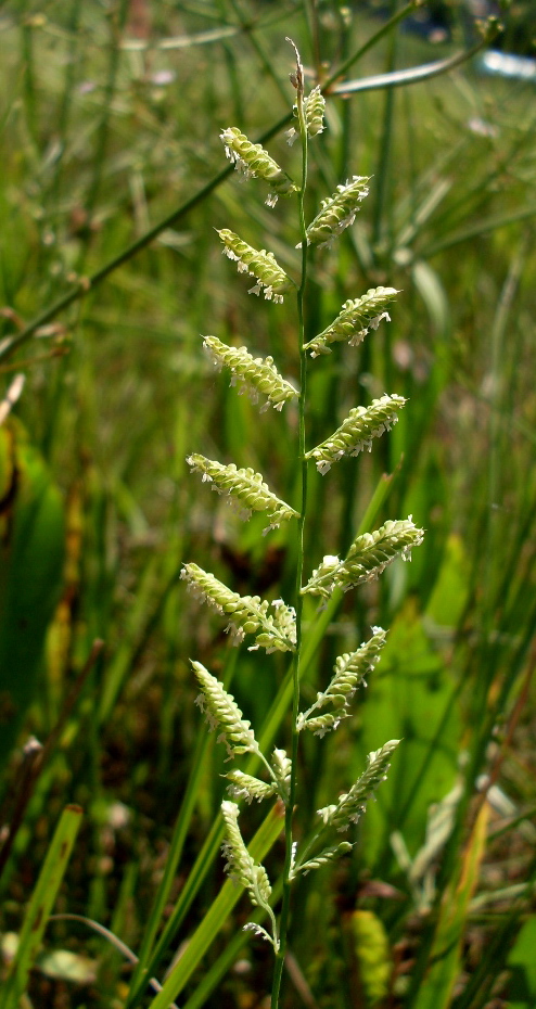 Изображение особи Beckmannia eruciformis.