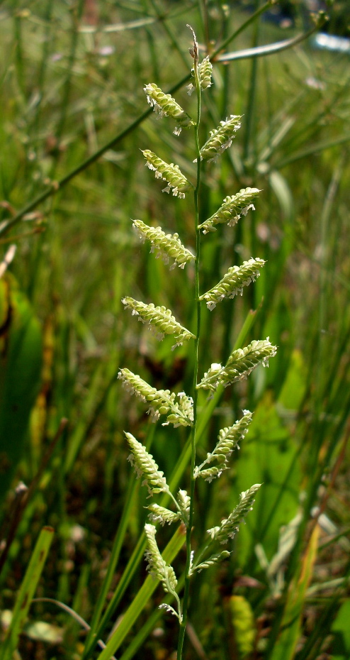 Image of Beckmannia eruciformis specimen.