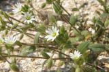 Cerastium glutinosum. Побеги с цветками и завязями. Краснодарский край, Ейский п-ов, коса Долгая. 29.04.2013.