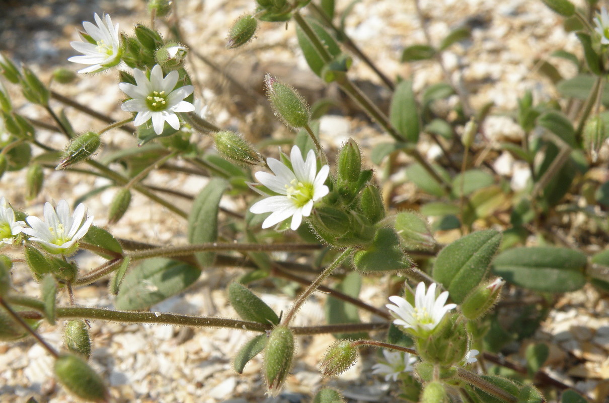 Image of Cerastium glutinosum specimen.