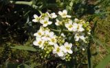 Crambe maritima