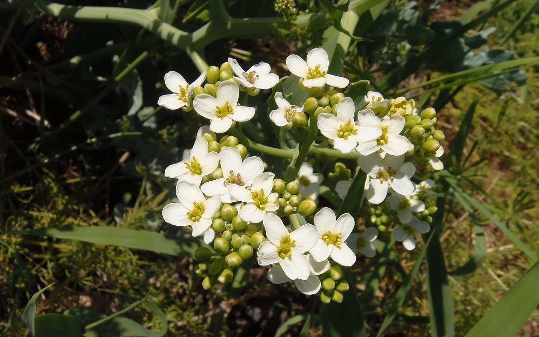 Изображение особи Crambe maritima.