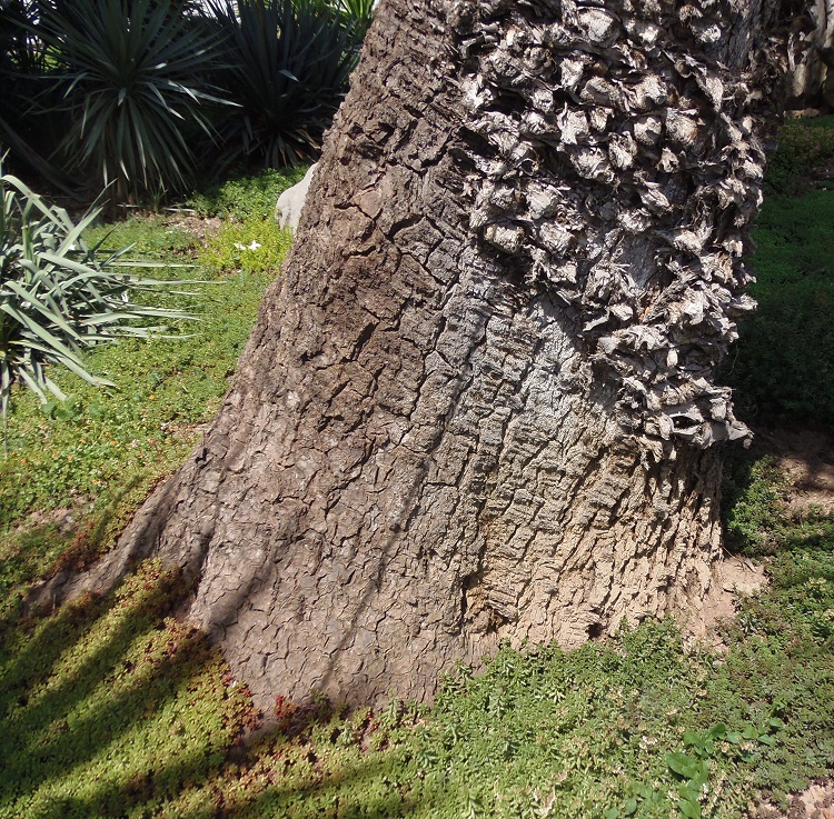 Изображение особи Yucca treculeana.