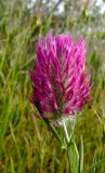 Trifolium purpureum