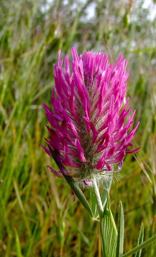 Изображение особи Trifolium purpureum.