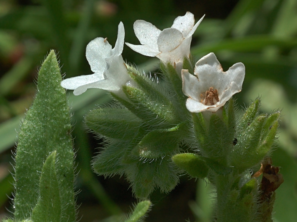 Изображение особи Anchusa officinalis.