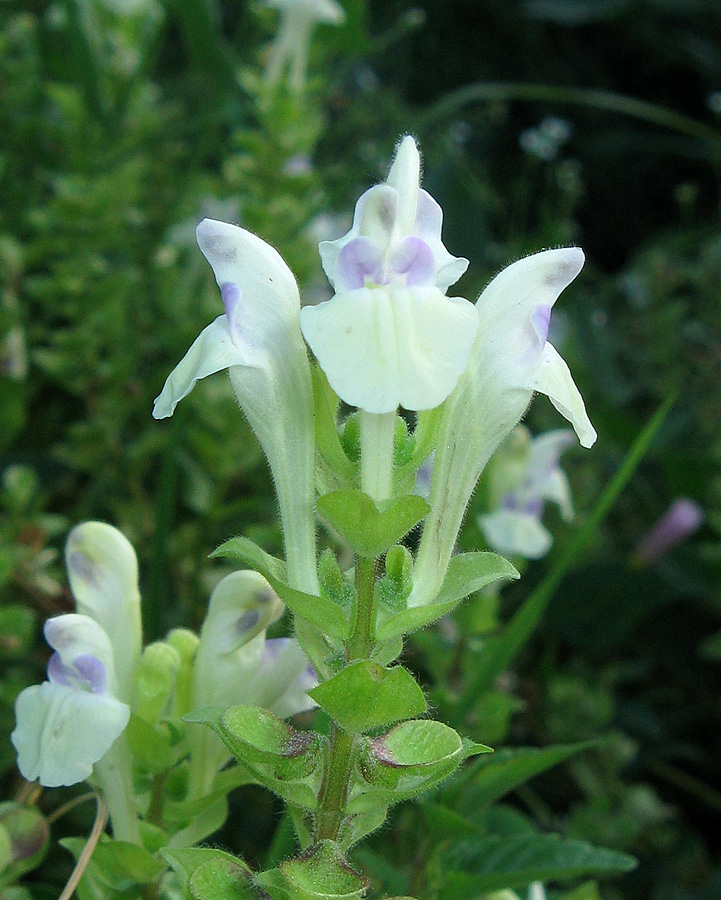 Изображение особи Scutellaria creticola.