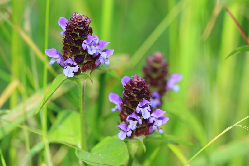 Image of Prunella vulgaris specimen.